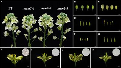 Defect in BrMS1, a PHD-finger transcription factor, induces male sterility in ethyl methane sulfonate-mutagenized Chinese cabbage (Brassica rapa L. ssp. pekinensis)
